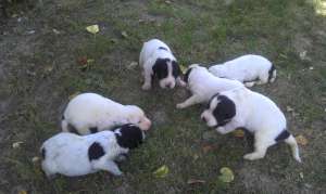 6 catelusi din rasa English Pointer in cautare de noi stapani