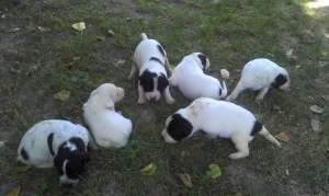 6 catelusi din rasa English Pointer in cautare de noi stapani