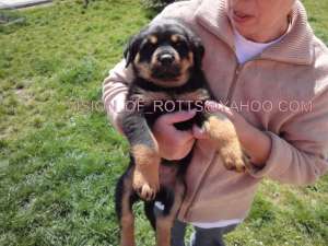 Vand pui Rottweiler