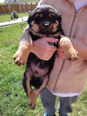 Vand pui Rottweiler