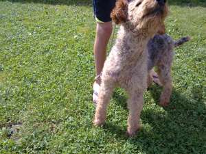 Caine de vanatoare Airedale Terrier