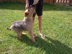 Caine de vanatoare Airedale Terrier