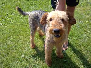 Caine de vanatoare Airedale Terrier
