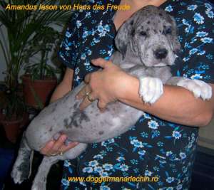 Vand dog german arlechin