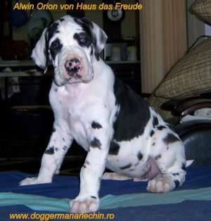 Vand dog german arlechin