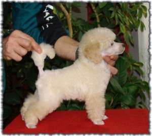 De vanzare catei la oferta Caniche Pitic