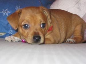 Mangalia vand puiuti pinscher pitic