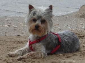 pentru inperechere yorkshire terrier acte la zi,  are 2 ani