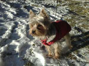 pentru inperechere yorkshire terrier acte la zi,  are 2 ani