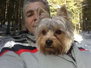 pentru inperechere yorkshire terrier acte la zi,  are 2 ani