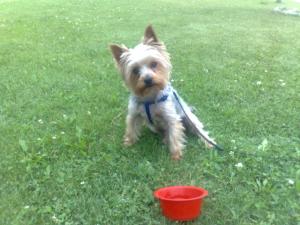 pentru inperechere yorkshire terrier acte la zi,  are 2 ani