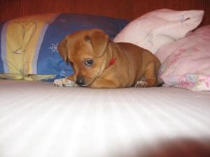 Mangalia vand puiuti pinscher pitic