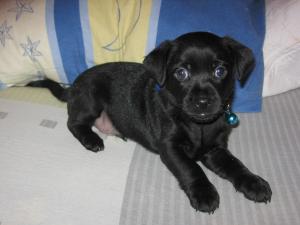 Mangalia vand puiuti pinscher pitic