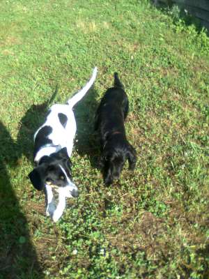 VAnD SI DRESEZ CAINII DE DIEFRITE RASE PENTRU RECOLTATUL TRUFELOR