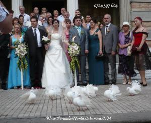 Inchiriem porumbei albi pentru nunta constanta