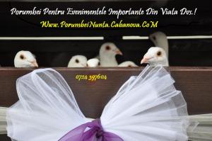Porumbei Nunti Constanta