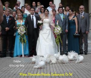 Inchiriem porumbei albi pentru nunta constanta