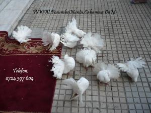 Inchiriem porumbei albi pentru nunta constanta