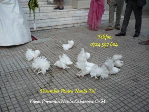 Porumbei albi pentru nunti Constanta