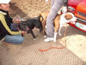 Vand pui Amstaff femele 500 lei