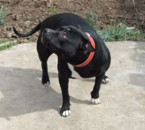 Vand pui Amstaff femele 500 lei