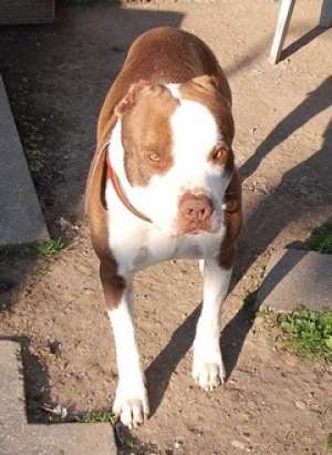 Vand pui Amstaff femele 500 lei