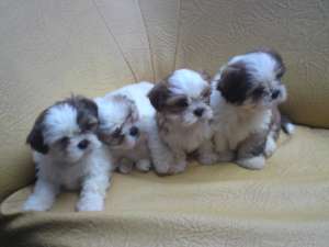 Shih-tzu