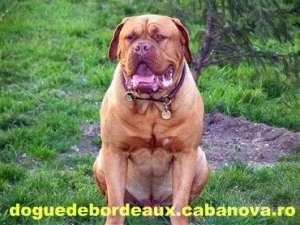 Vand pui Dogue de Bordeaux femele 1000-1200 lei