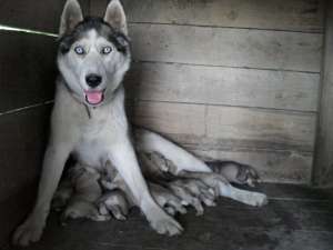 pui husky siberian