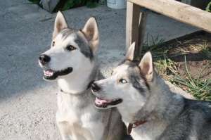 pui husky siberian