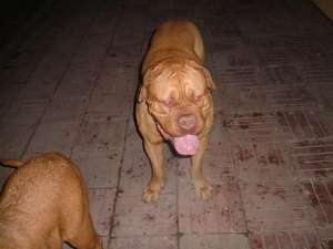 Vand pui Dogue de Bordeaux femele 1000-1200 lei