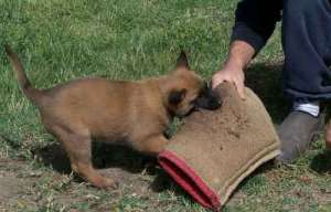 vand pui Ciobanesc Belgian Malinois