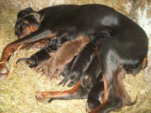 vand catei dobermann negrii si maro
