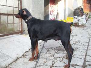 vand catei dobermann negrii si maro