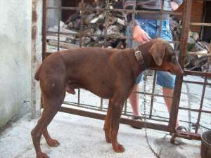 vand catei dobermann negrii si maro