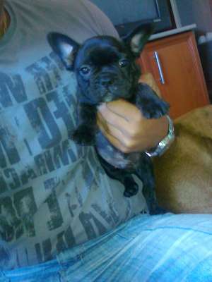 vand pui bulldog francez