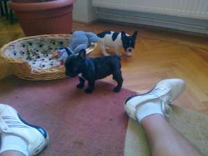 vand pui bulldog francez