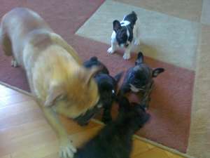 vand pui bulldog francez