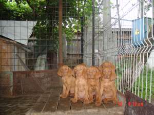 pui vizsla maghiara cu pedigree tip A