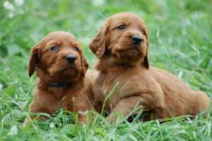 vand pui de setter irlandez rosu