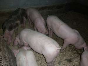 PORCI RASA DE CARNE PERIS
