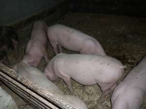 PORCI RASA DE CARNE PERIS