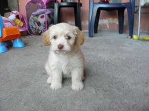 VAND CEI MAI FRUMOSI PUIUTI BICHON MALTESE/ HAVANESE si CANICHE /MINI