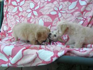 VAND CEI MAI FRUMOSI PUIUTI BICHON MALTESE/ HAVANESE si CANICHE /MINI