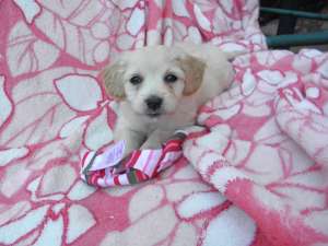VAND CEI MAI FRUMOSI PUIUTI BICHON MALTESE/ HAVANESE si CANICHE /MINI