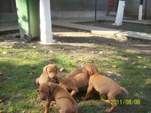 vand catei vizsla maghiara