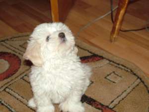 bichon havanez alb *****n
