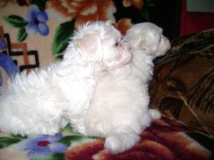 vand pui bichon maltese toy tale mica