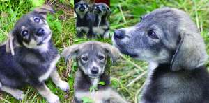 Asociatia pentru protejarea animalelor "NUCA"