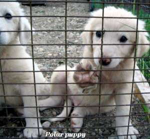 Asociatia pentru protejarea animalelor "NUCA"